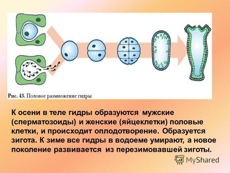 Актуальные ссылки на кракен тор